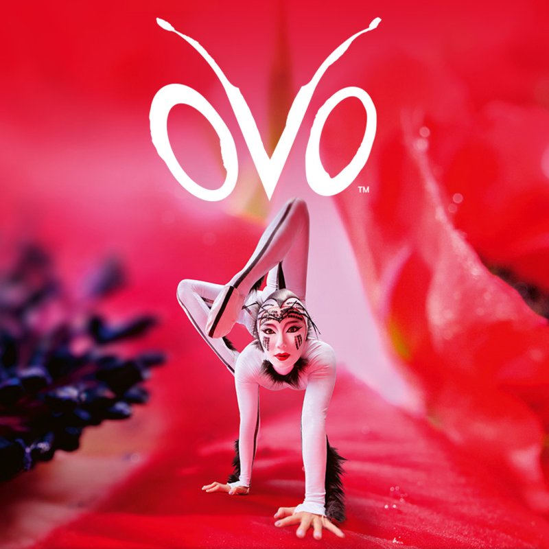 card-image-1260-CIRQUE DU SOLEIL OVO